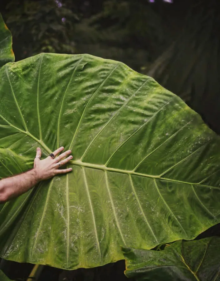 03c@umbotaniconoapartamento