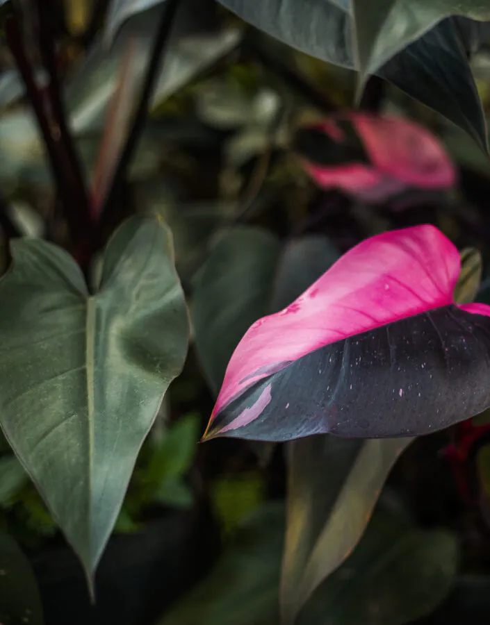 Brumadinho_MG, 03 de agosto de 2020Philodendron erubescensJARDIM BOTANICO INHOTIMFOTO: JOAO MARCOS ROSA