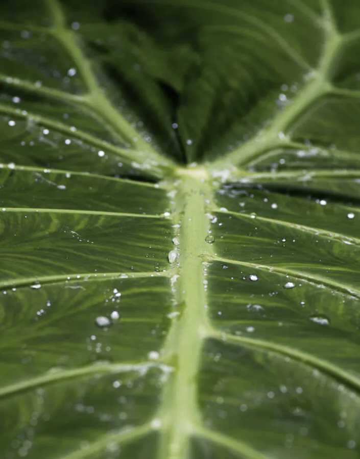 Folha do Jardim Botânico do Inhotim em Brumadinho