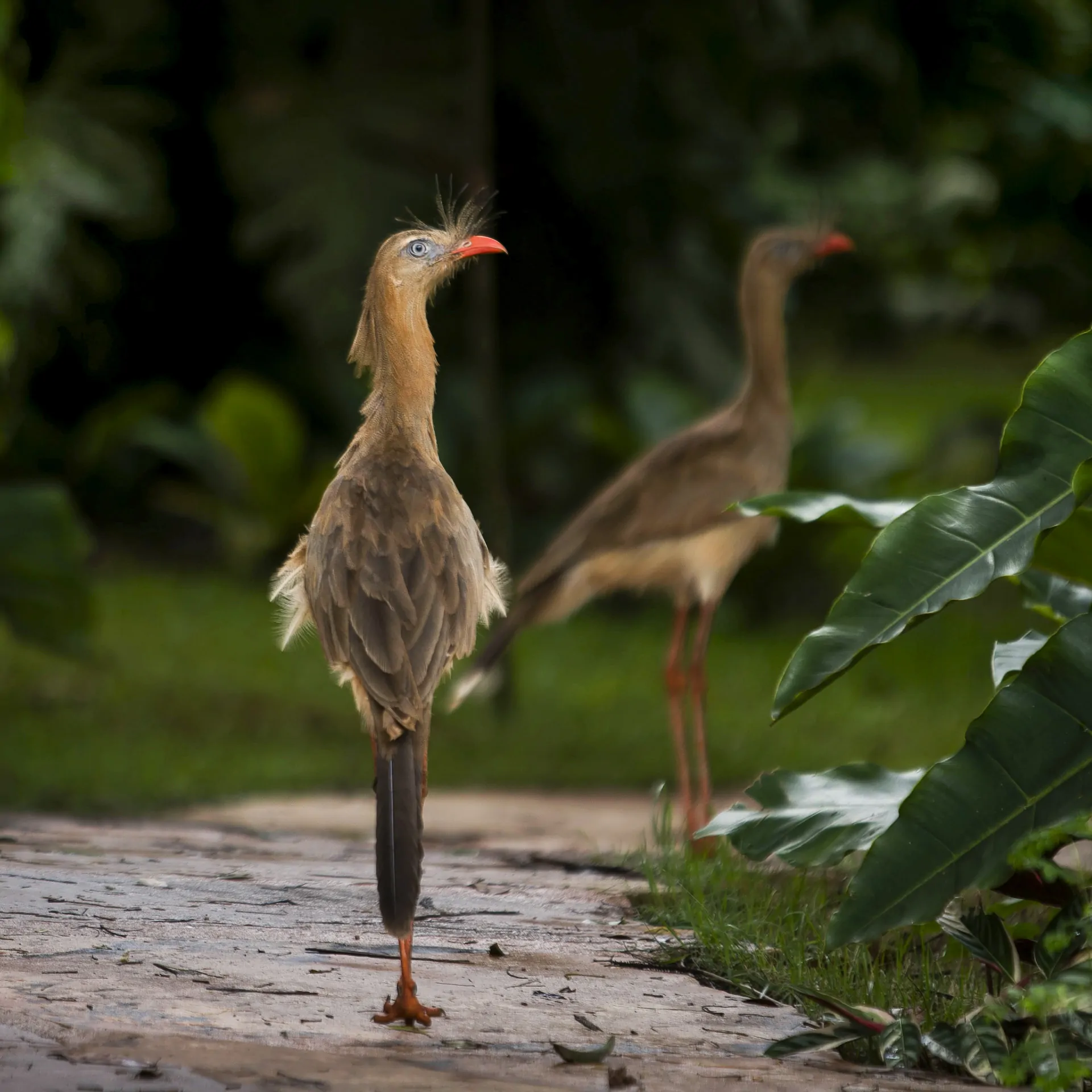 Seriema Jardim Botânico Inhotim Gestão Ambiental