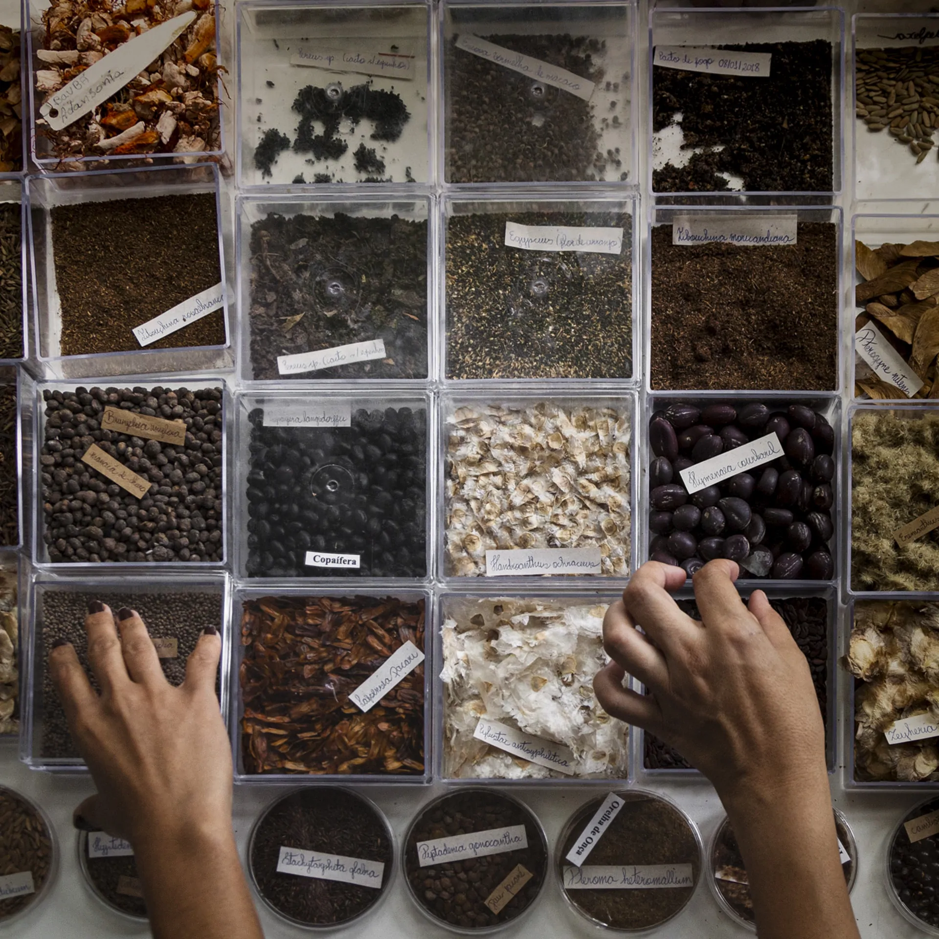 Pesquisa no Jardim Botânico Inhotim