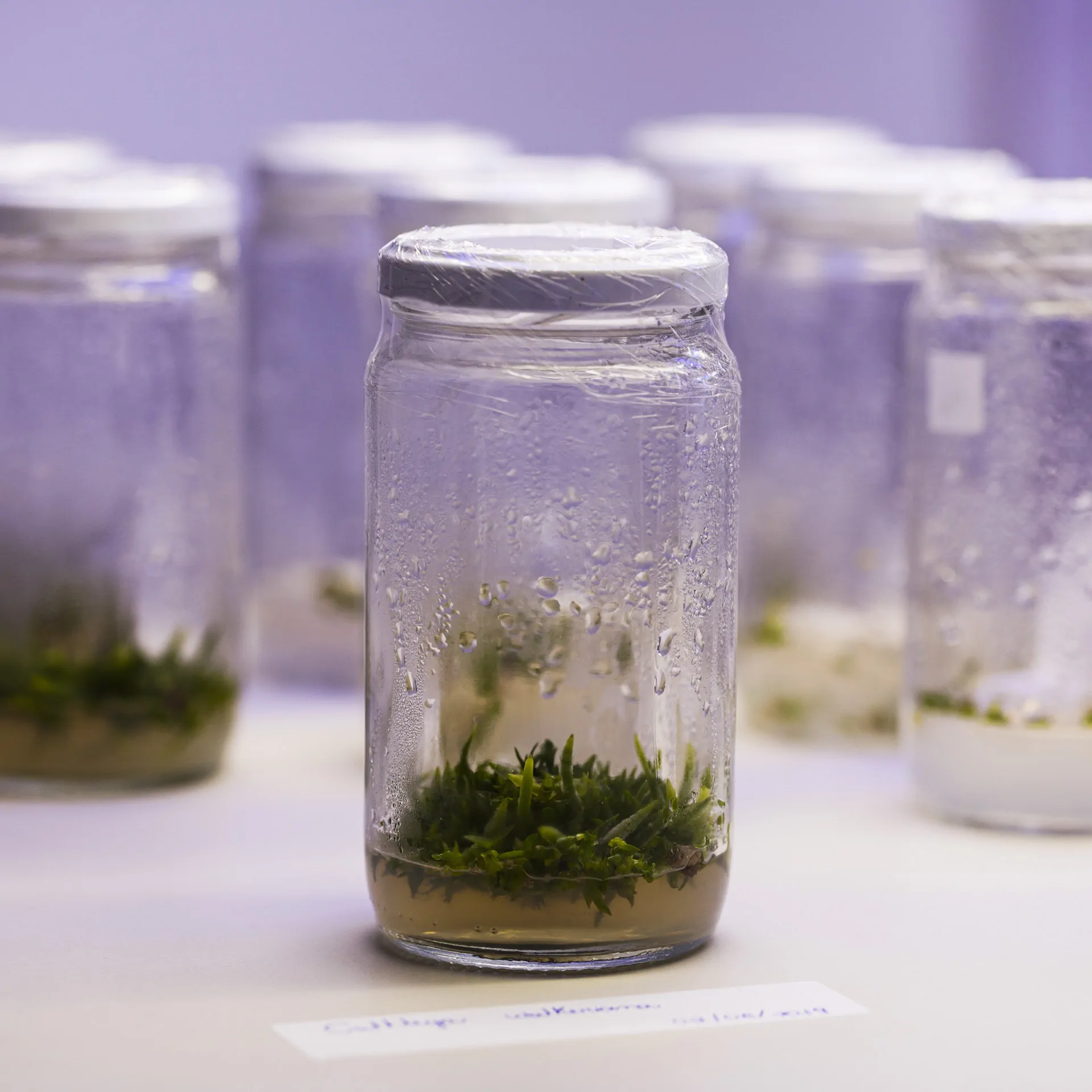 PESQUISA JBI Brendon Campos-1015 1