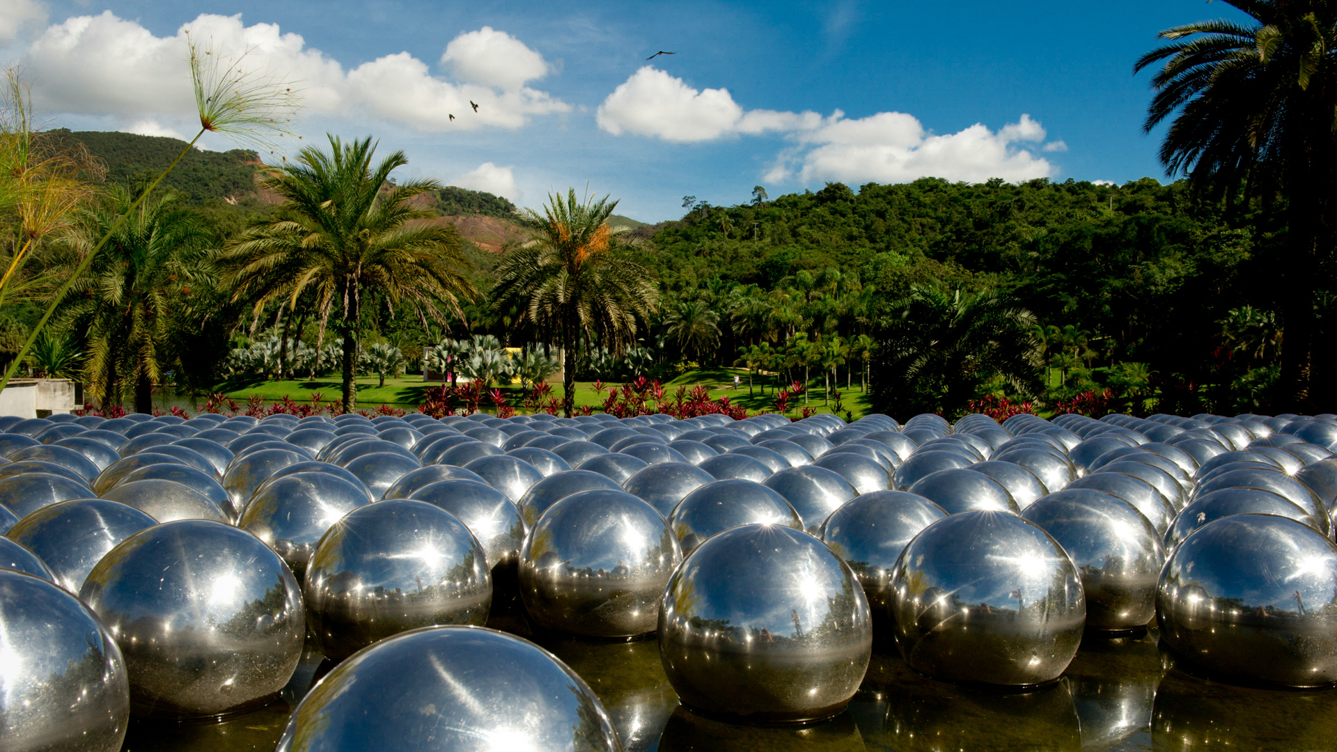 Narcissus Garden Inhotim