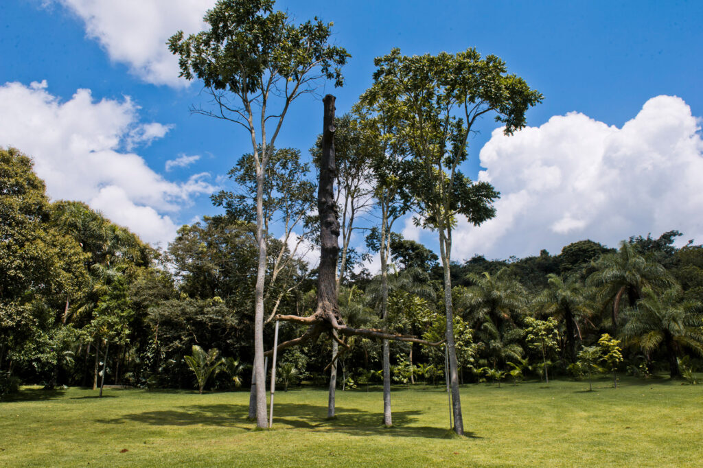 Elevazione, 2000-01, de Giuseppe Penone. Acervo de arte contemporânea Inhotim