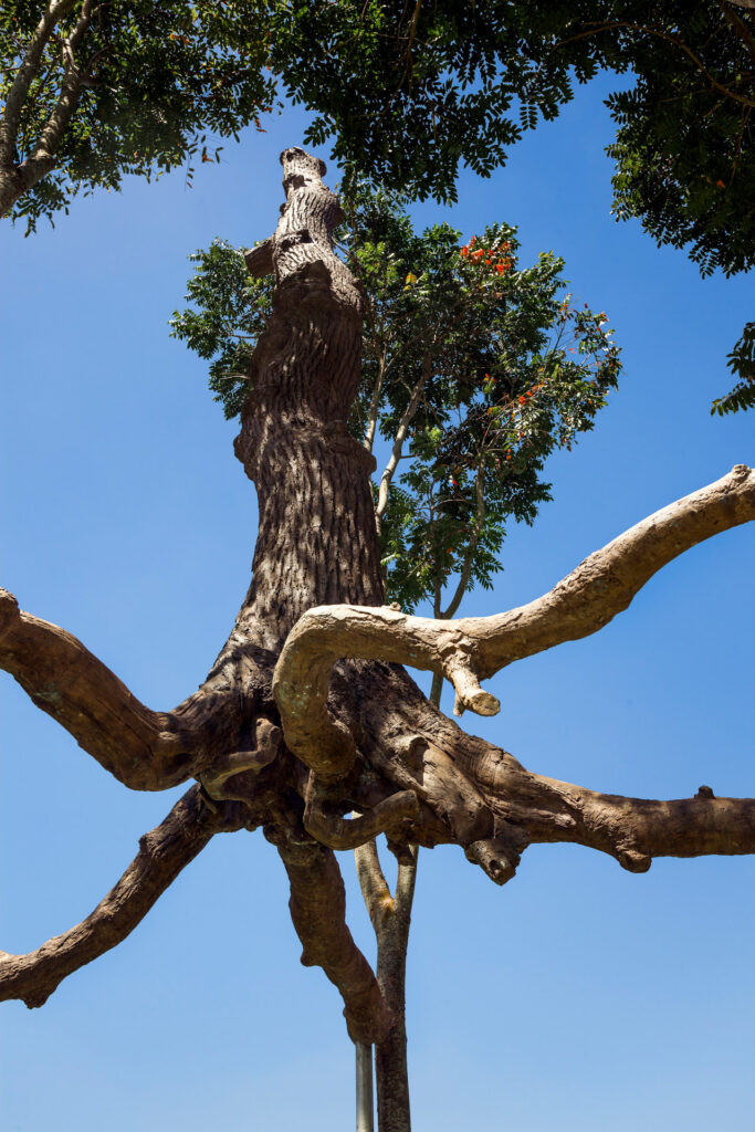 Elevazione, 2000-01, de Giuseppe Penone. Acervo de arte contemporânea Inhotim