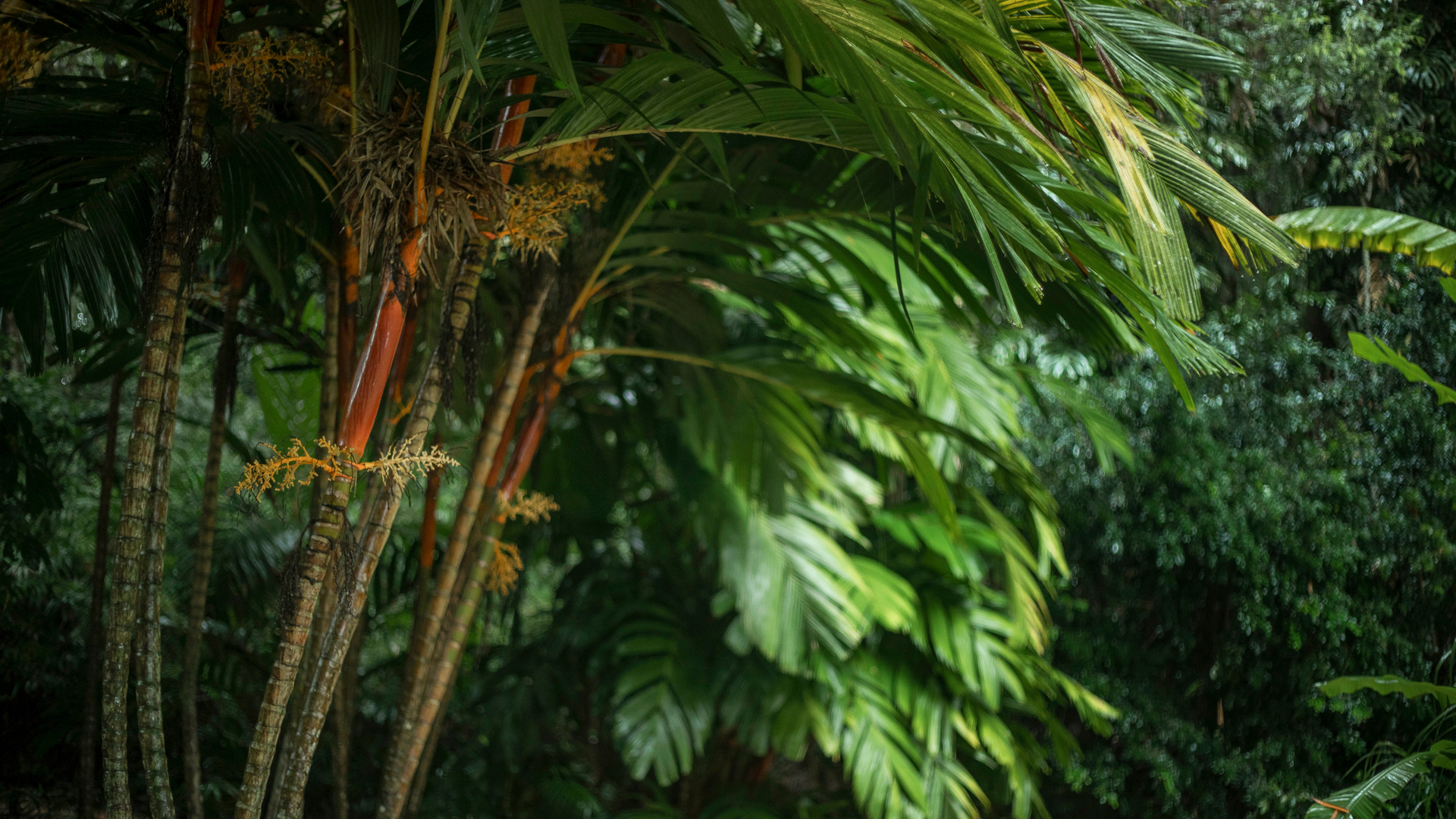 Areca-dourada Inhotim