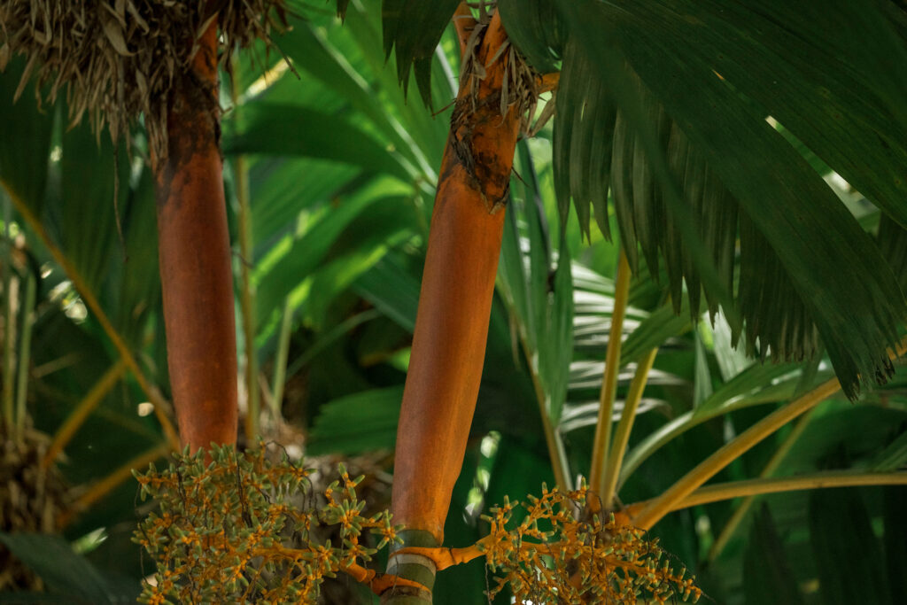 Areca-dourada Inhotim