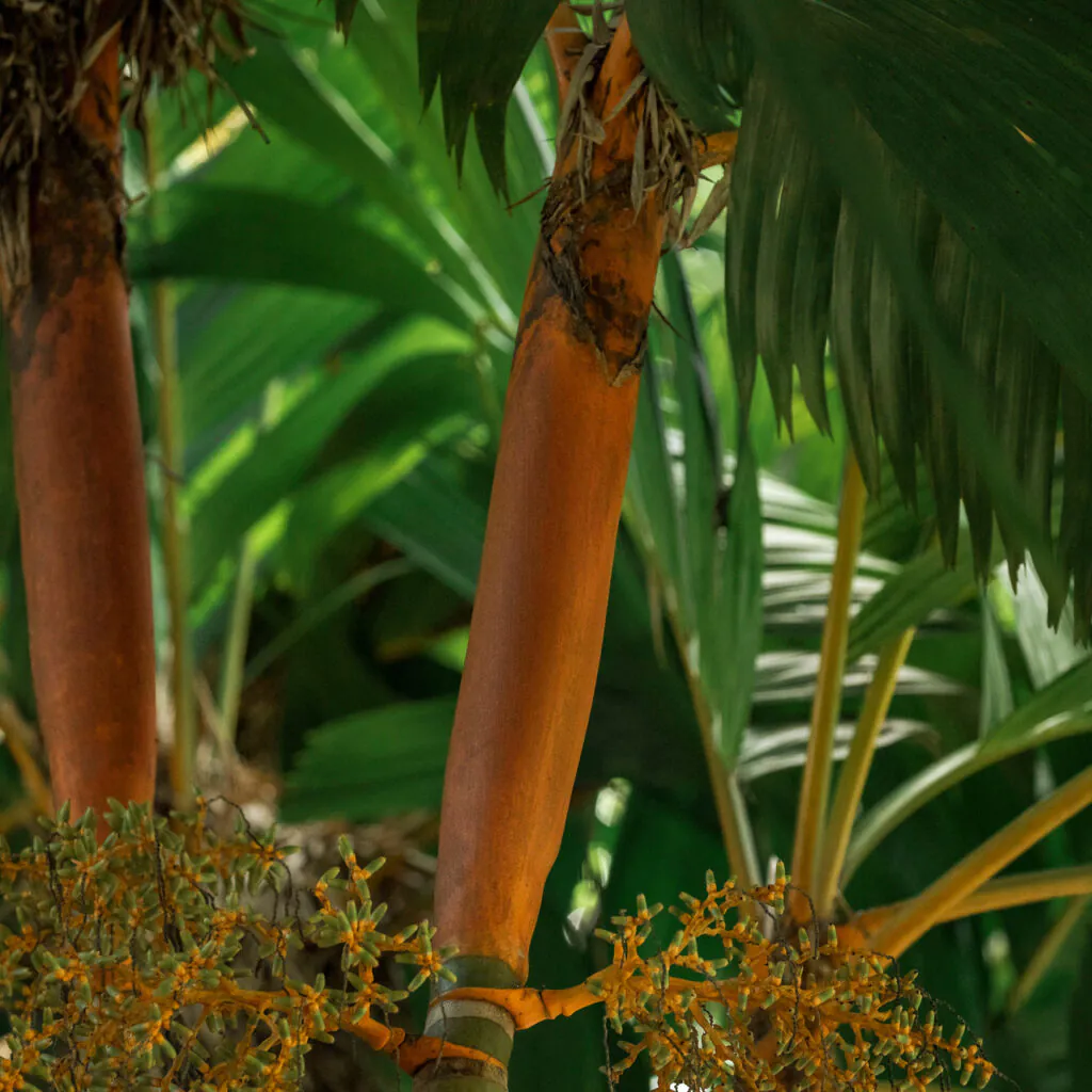 Brumadinho_MG, 06 de marco de 2021Jardim Botanico INHOTIMFOTO: JOAO MARCOS ROSA/NITRO