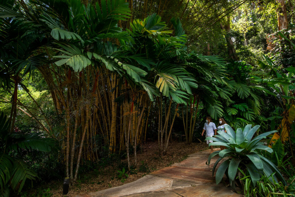 Areca-dourada Inhotim
