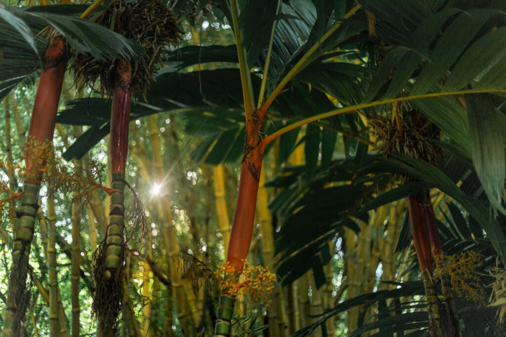 Areca-dourada Inhotim