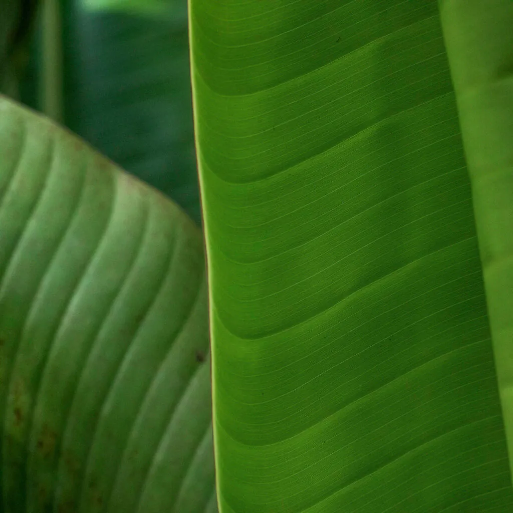 Apesar das folhas serem parecidas com as de bananeira, as duas espécies são de famílias diferentes. Foto: João Marcos Rosa/Nitro.