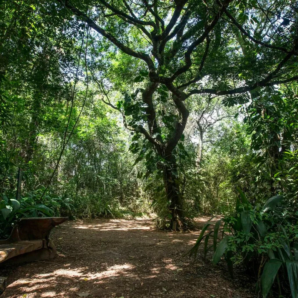 A Copaíba pode ser vista próxima a Galeria Psicoativa Tunga. Foto: João Marcos Rosa/Nitro. 