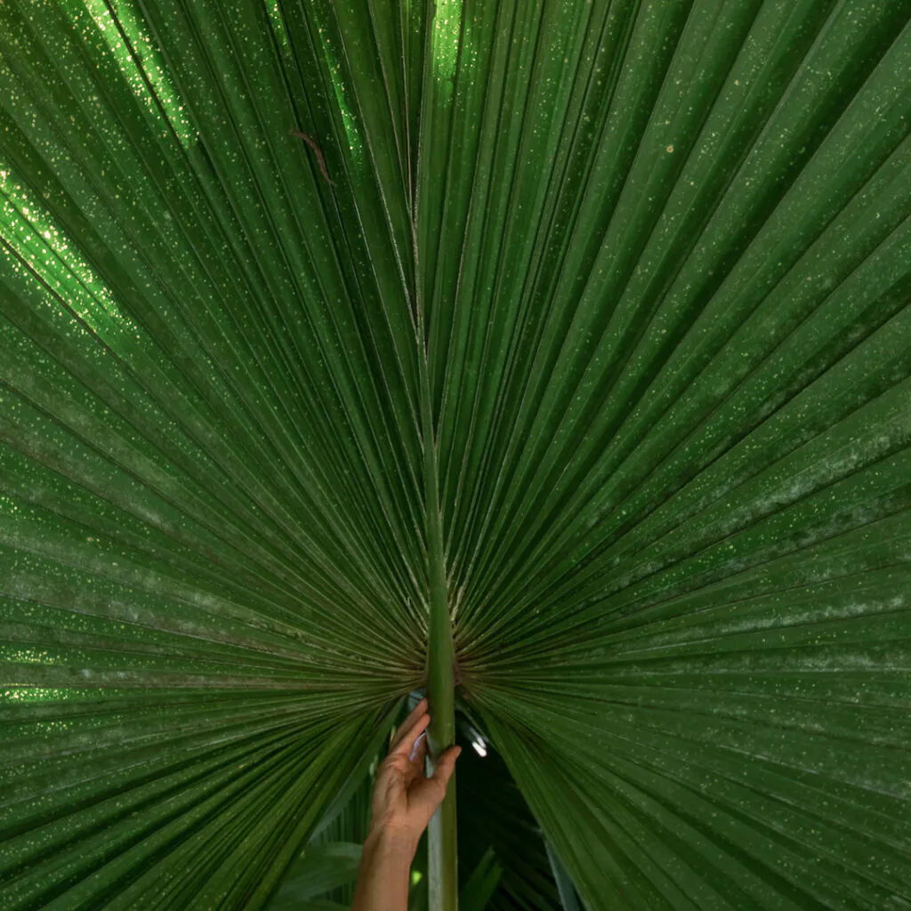 As folhas, bem fibrosas e grandes, têm formato de leque e possuem as margens dobradas para dentro. Foto: João Marcos Rosa/Nitro. 