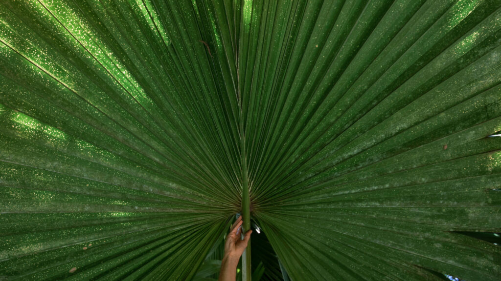 Corifa Inhotim