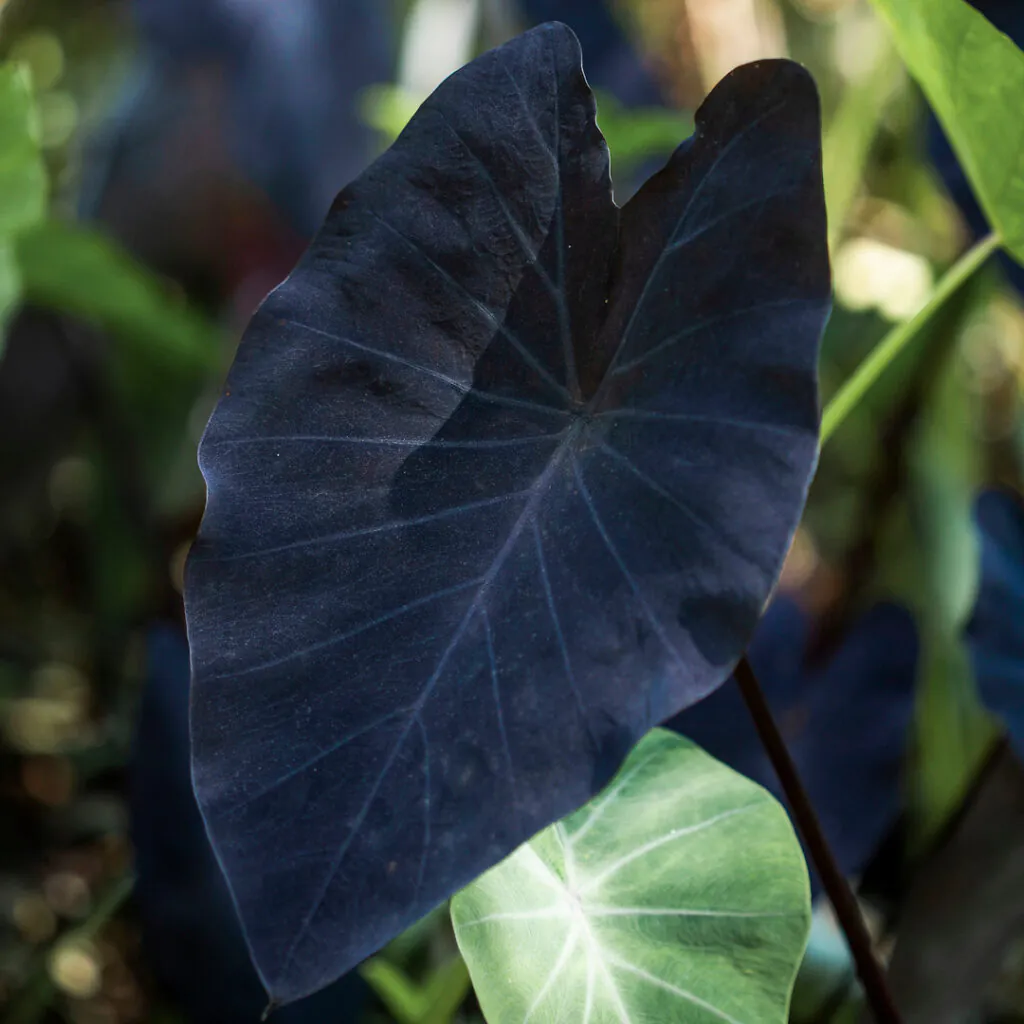 Constraste entre as folhas do Inhame-roxo encantam os visitantes do Inhotim.  Foto:João Marcos Rosa/Nitro.