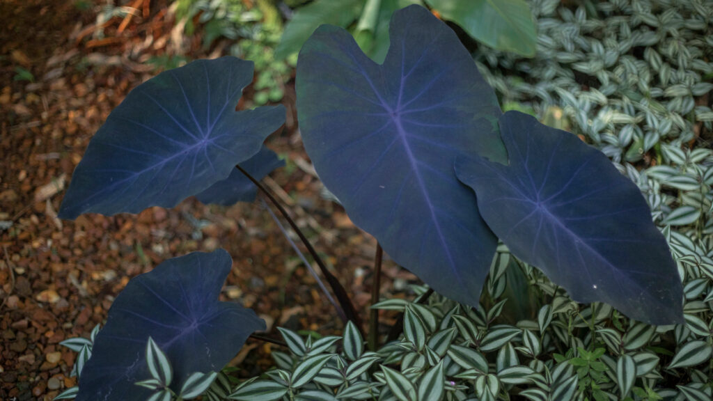 Inhame-roxo Inhotim