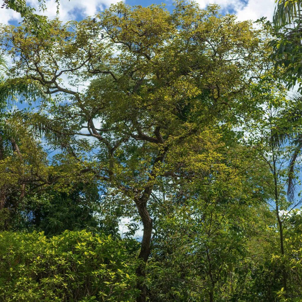 O ipê-amarelo está localizado no eixo rosa, próximo a Galeria Claudia Andujar. Foto: João Marcos Rosa/Nitro.
