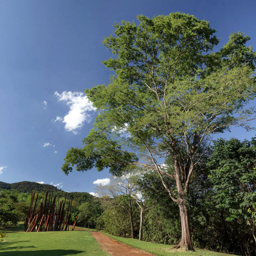 Árvore brasileira com caule tortuoso e irregular, pode atingir até 35 m de altura na idade adulta. Foto: João Marcos Rosa/Nitro.