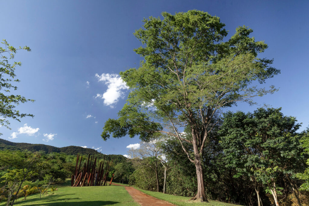 Jacarandá-preto Inhotim