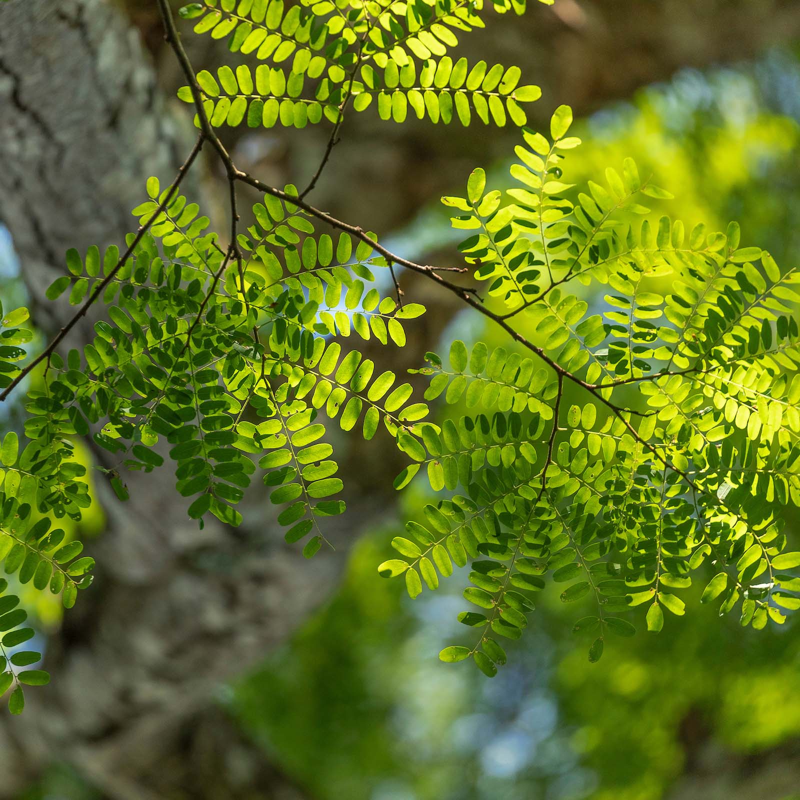 Brazilian Rosewood Tree