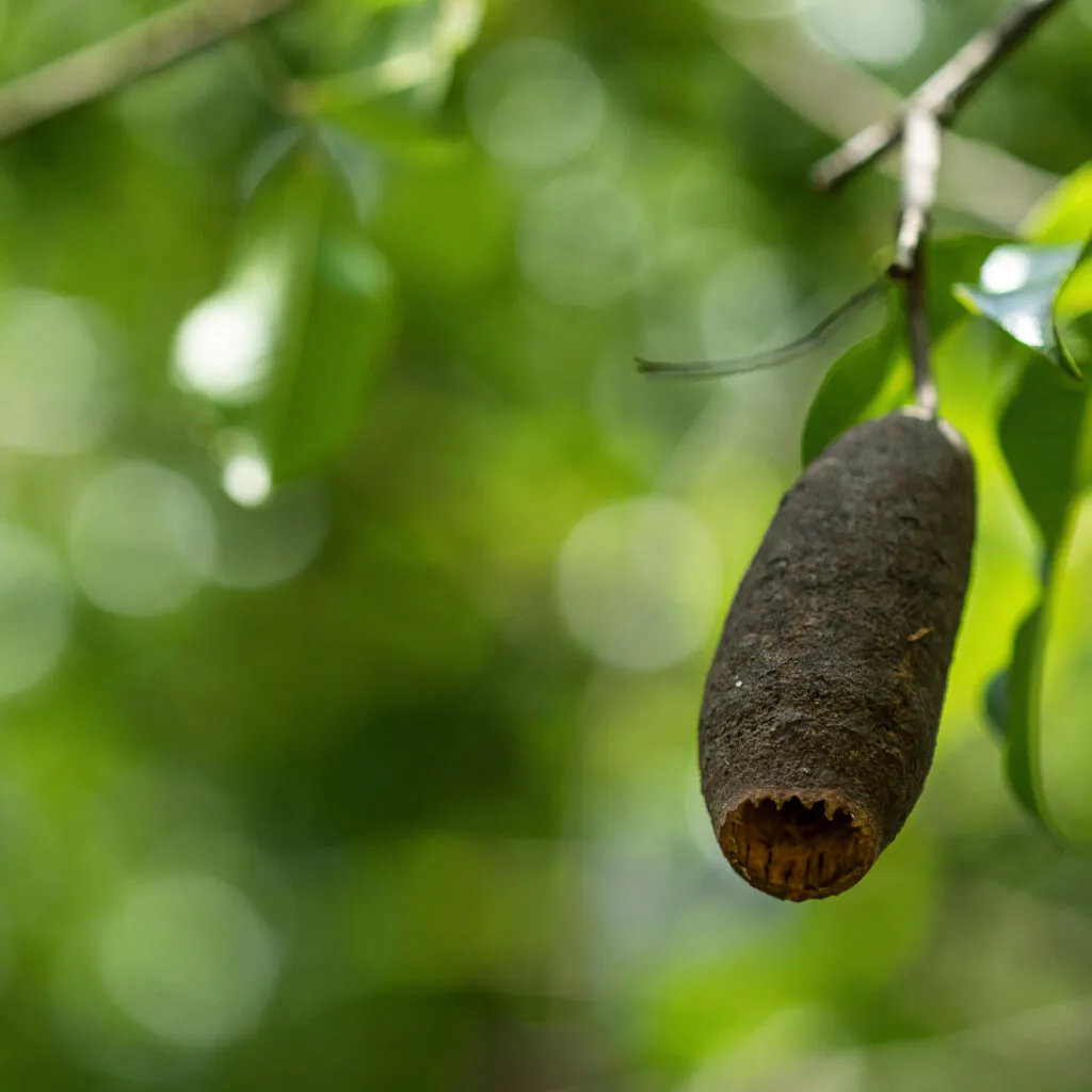 Formado por uma cápsula que abriga as sementes, o fruto é chamado canudo-de-cachimbo. Foto:João Marcos Rosa/Nitro.