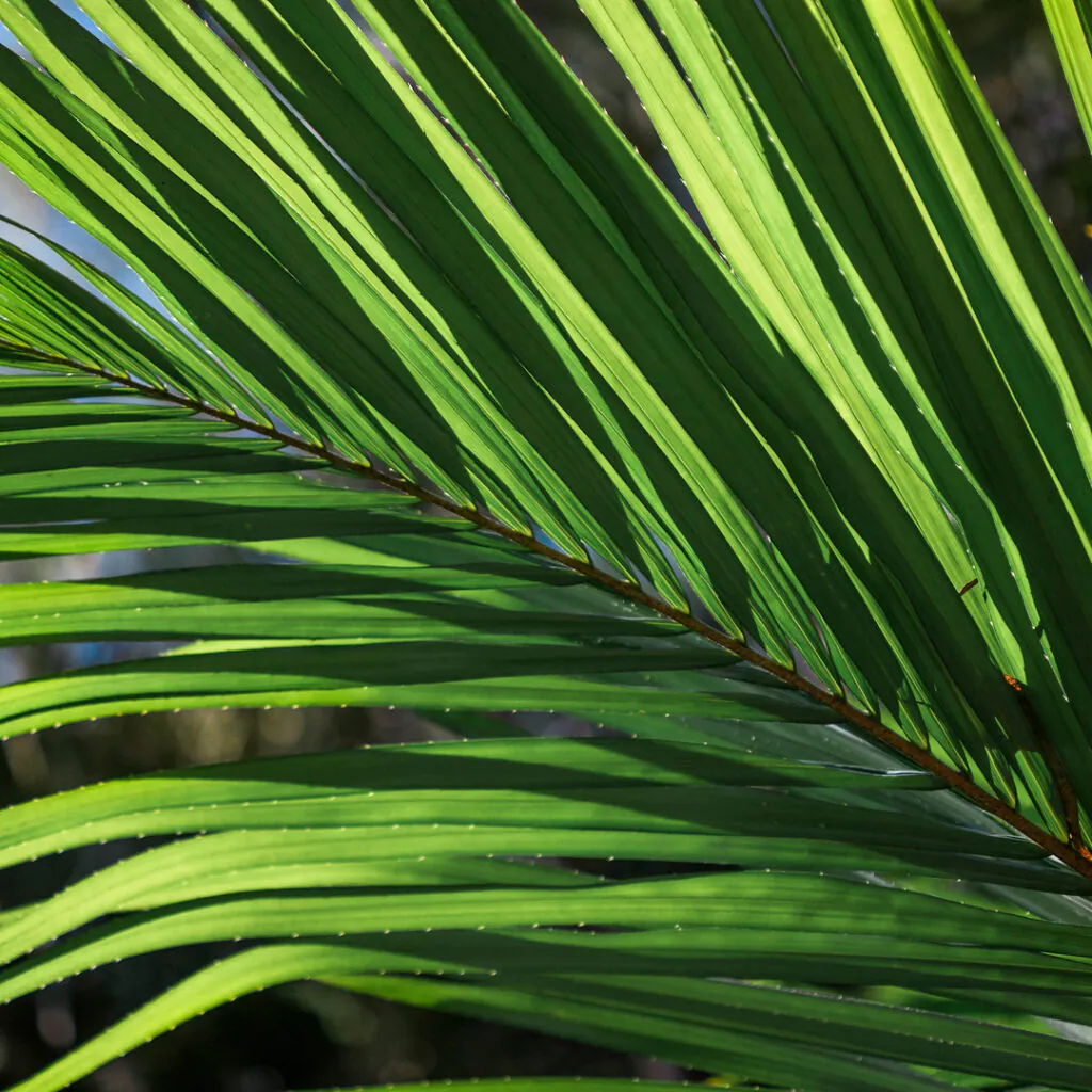 Dos folíolos espinhosos se extrai a fibra “ráfia”, muito utilizada artesanalmente e em tinturas. Foto: João Marcos Rosa/Nitro. 