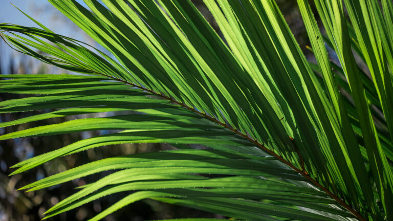 Where Is Raphia Raffia Palm - Inhotim