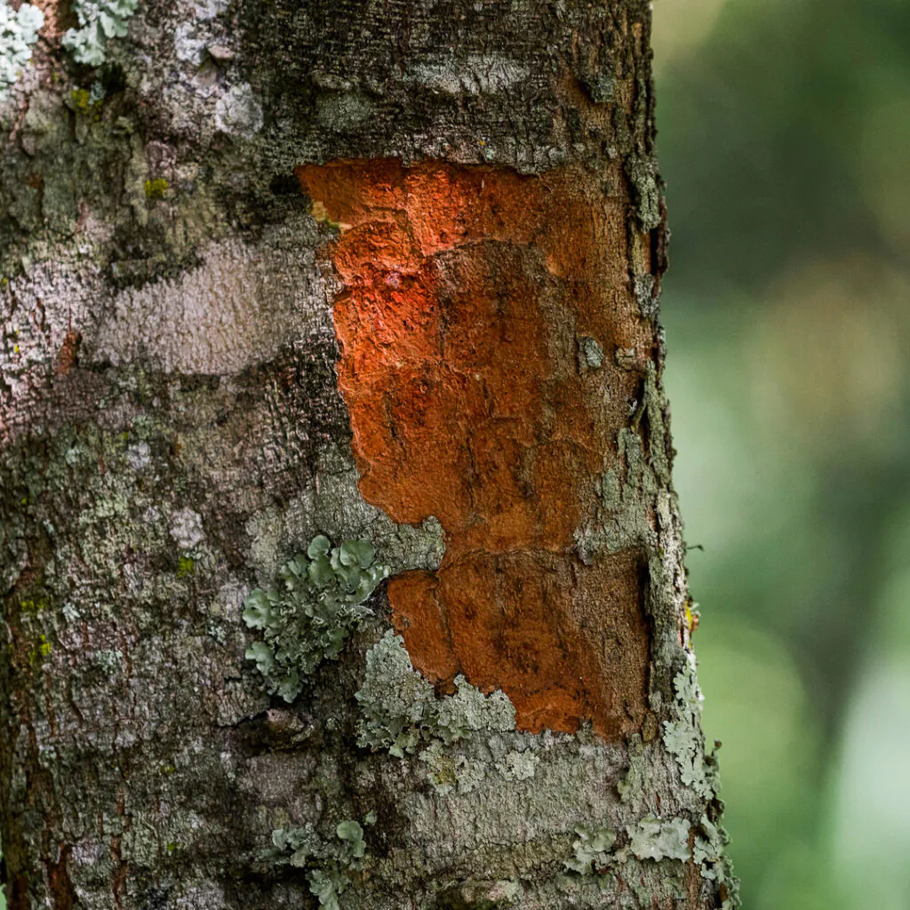 O corante avermelhado, característca marcante da expécie, possui apelo comercial desde os tempos de Brasil Colônia. Foto:João Marcos Rosa/Nitro.