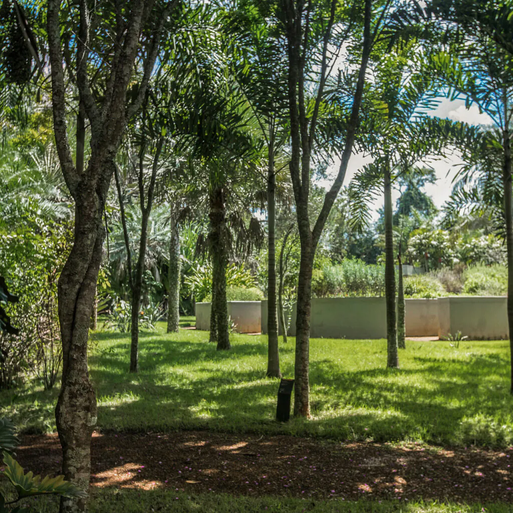 Em Inhotim, o Pau-Brasil está próximo ao Jardim de Todos os Sentidos e ao Jardim Desértico. Foto:João Marcos Rosa/Nitro.