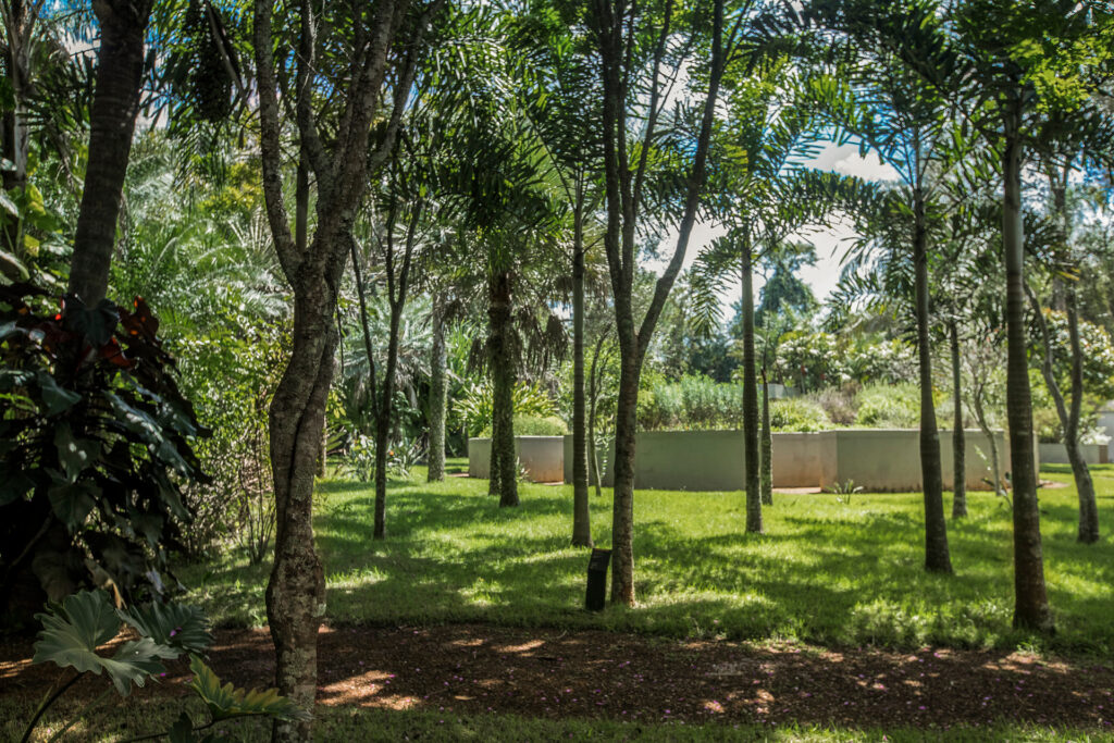 Pau-Brasil Inhotim