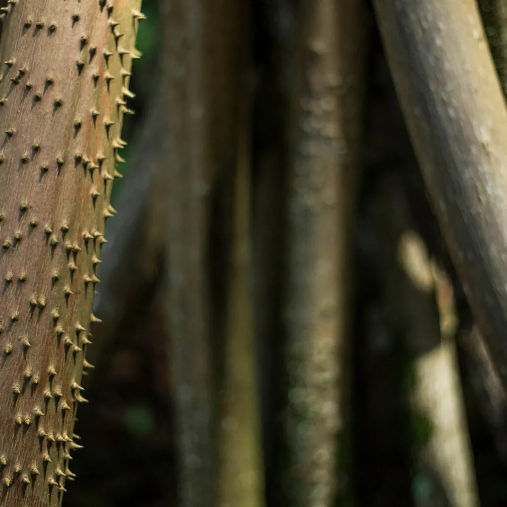As raízes apresentam características estruturais adaptadas a ambientes com muita água. Foto: João Marcos Rosa/Nitro.