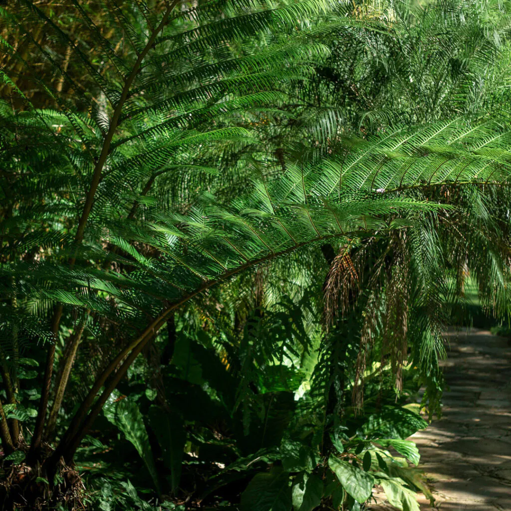 Originária do do Pacífico Sul, ela vem sendo introduzida em outras localidades desde o século 18. Foto:João Marcos Rosa/Nitro