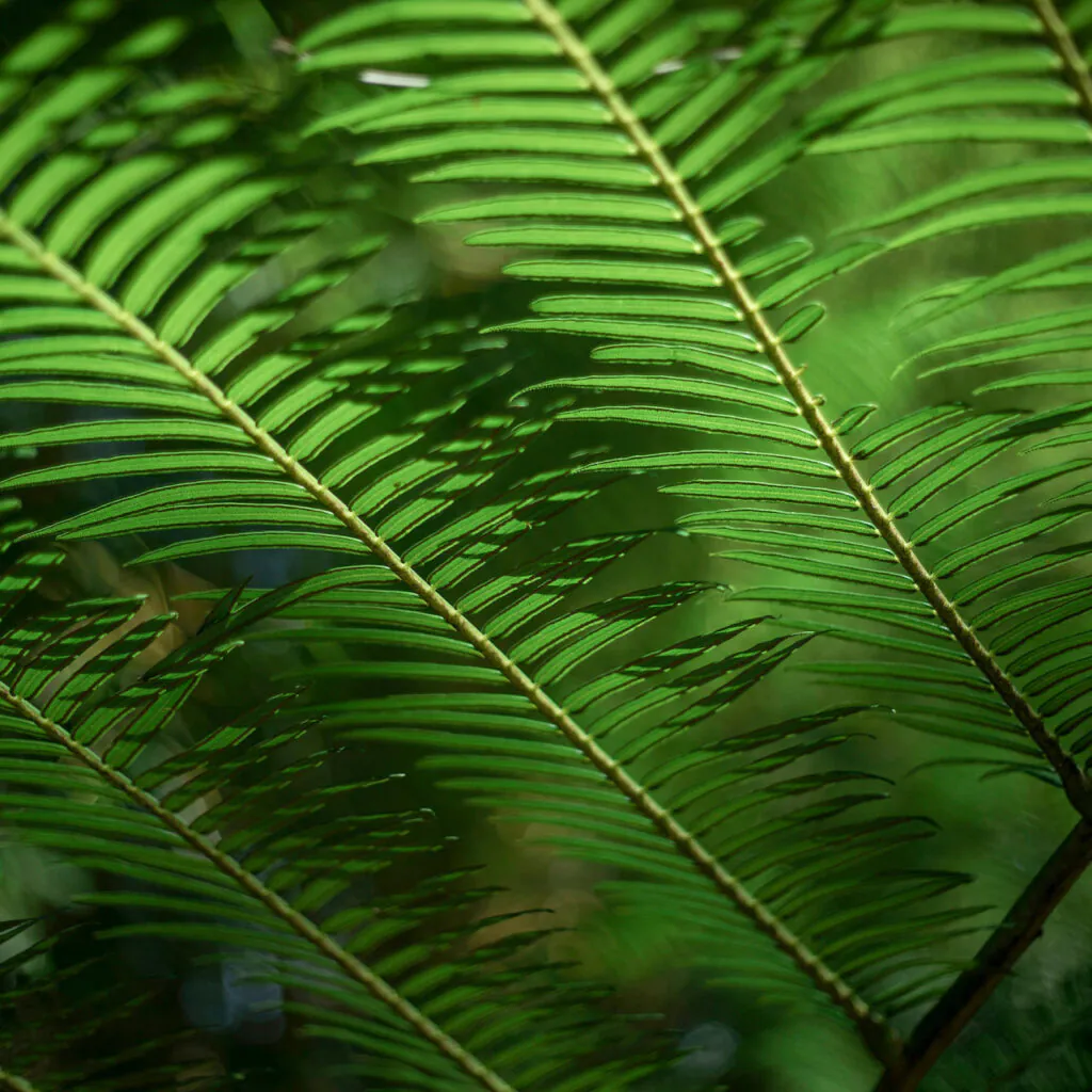 Conhecida como a samambaia de maior folha, podendo chegar até 8 m, elas são arqueadas e de coloração verde brilhante. Foto:João Marcos Rosa/Nitro 