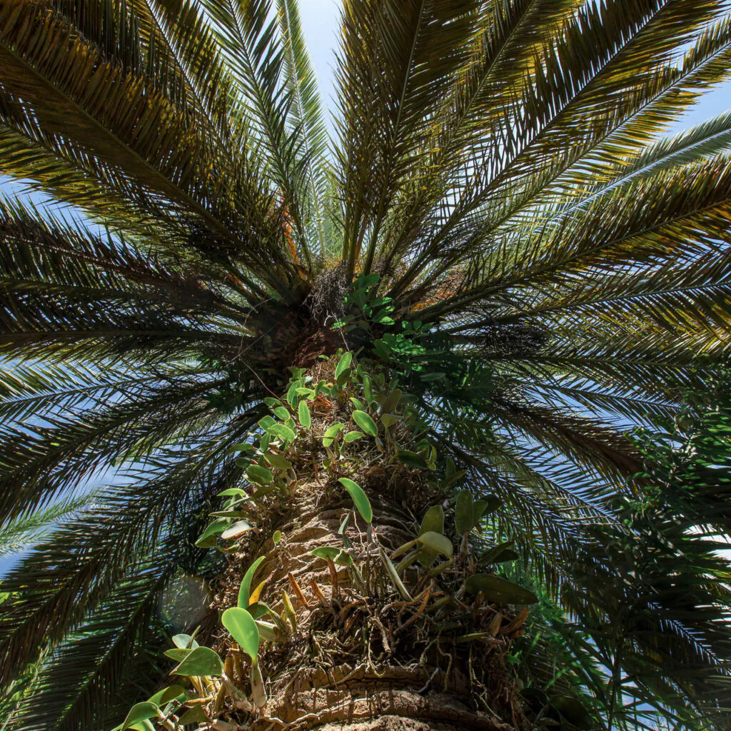 Quando as folhas caem deixam parte de suas bainhas fixas ao caule, podendo ser um ambiente favorável para plantas epífitas. Foto: João Marcos Rosa/Nitro. 