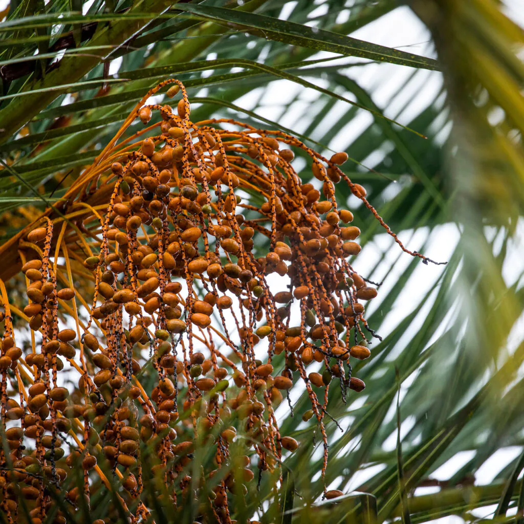 Os frutos alaranjados são outro destaque da planta. Não são tóxicos, mas não tem um sabor agradável. Foto: João Marcos Rosa/Nitro. 