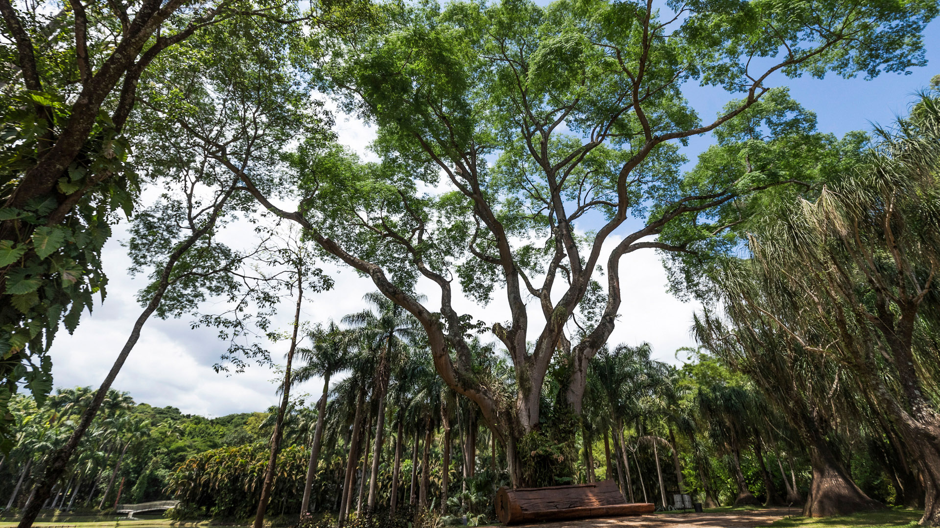 Tamboril - Inhotim