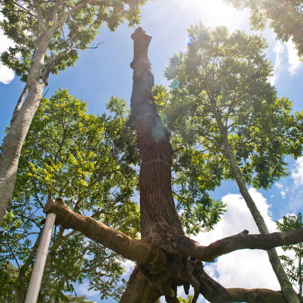 ​Giuseppe Penone, Elevazione, 2000-01, [detalhe],  bronze, 1000x600x600. Foto: William Gomes.