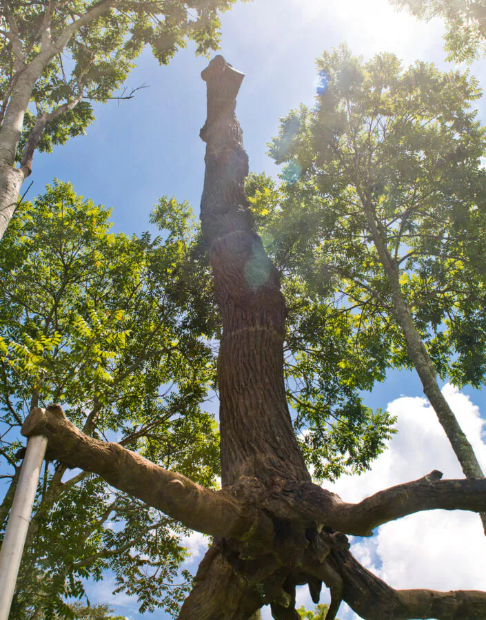 ​Giuseppe Penone, Elevazione, 2000-01, [detalhe],  bronze, 1000x600x600. Foto: William Gomes.