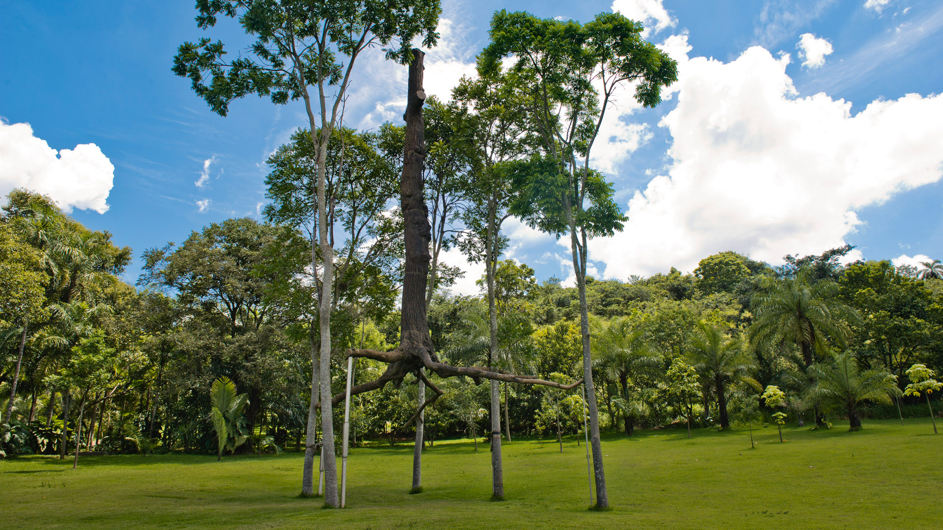 Obra Elevazione, 2000-01, de Giuseppe Penone. Acervo de arte contemporânea Inhotim