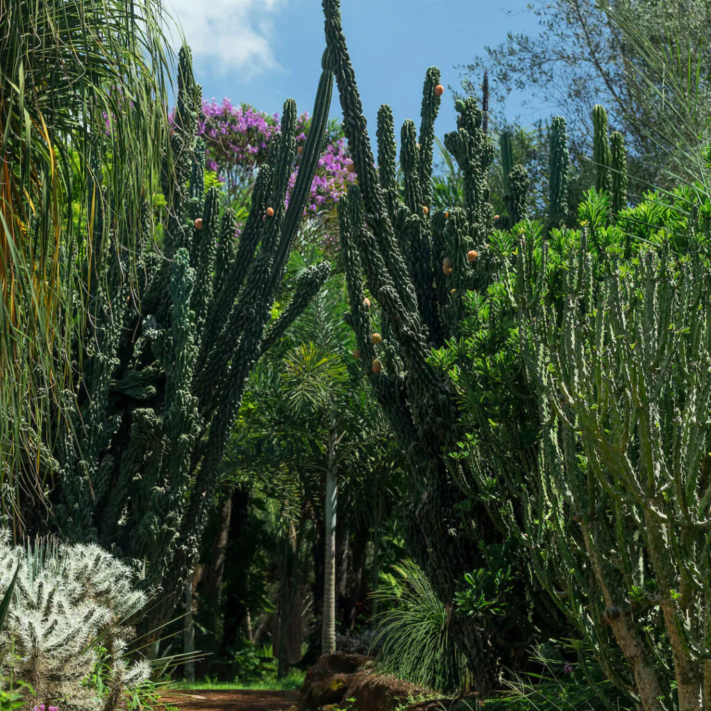 O jardim tem 2.590m² e mais de 1.000 plantas caracterizadaspor possuir espinhos, folhas pequenas e cerosas, e raízes longas.Foto:João Marcos Rosa/Nitro