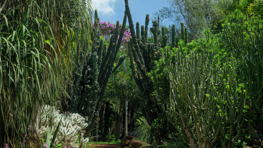 Jardim Desértico Inhotim