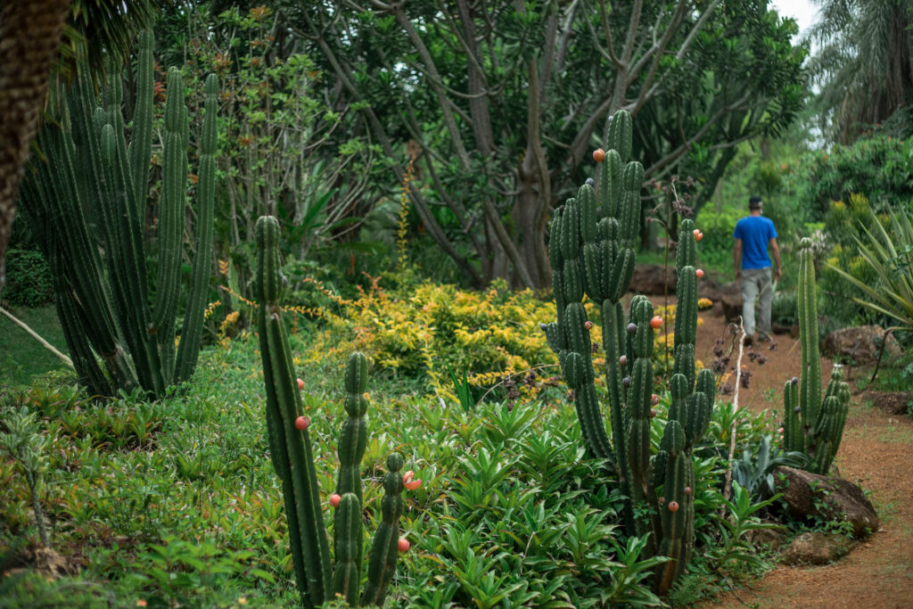 Jardim Desértico Inhotim