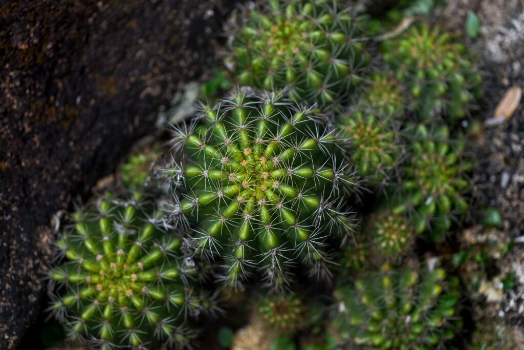 Jardim Desértico Inhotim