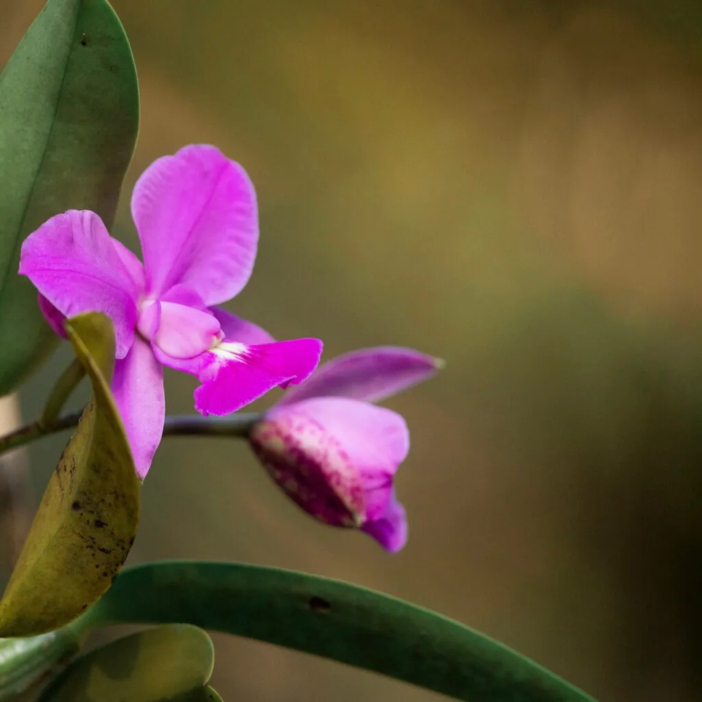 As cores, aroma e simetria das flores encantam o mundo inteiro, possuindo grande valor ornamental. Foto:João Marcos Rosa/Nitro