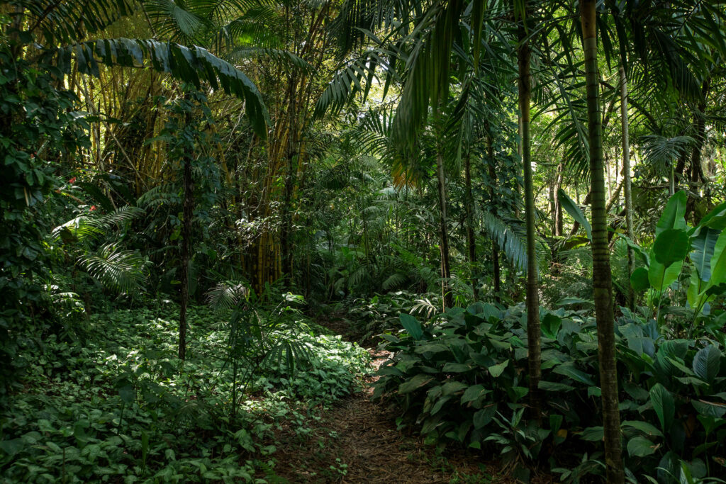 Jardim Temático Jardim Pictórico Inhotim