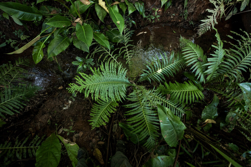 Jardim Sombra e Água Fresca Inhotim