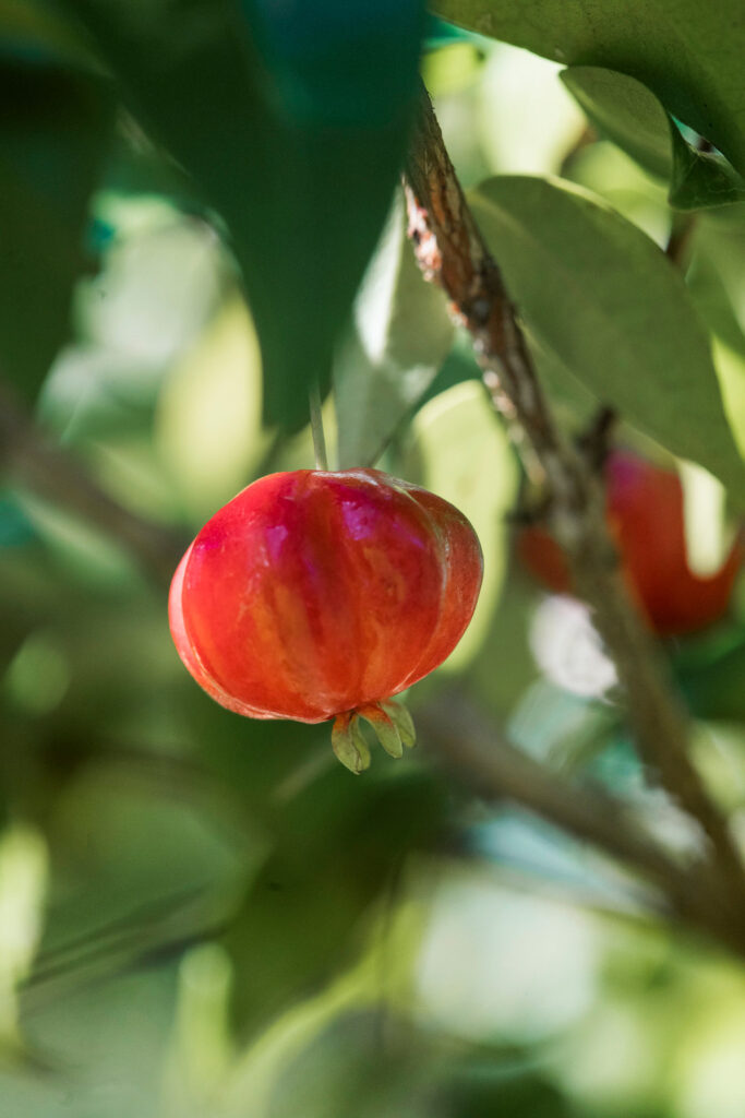 Jardim Sombra e Água Fresca Inhotim
