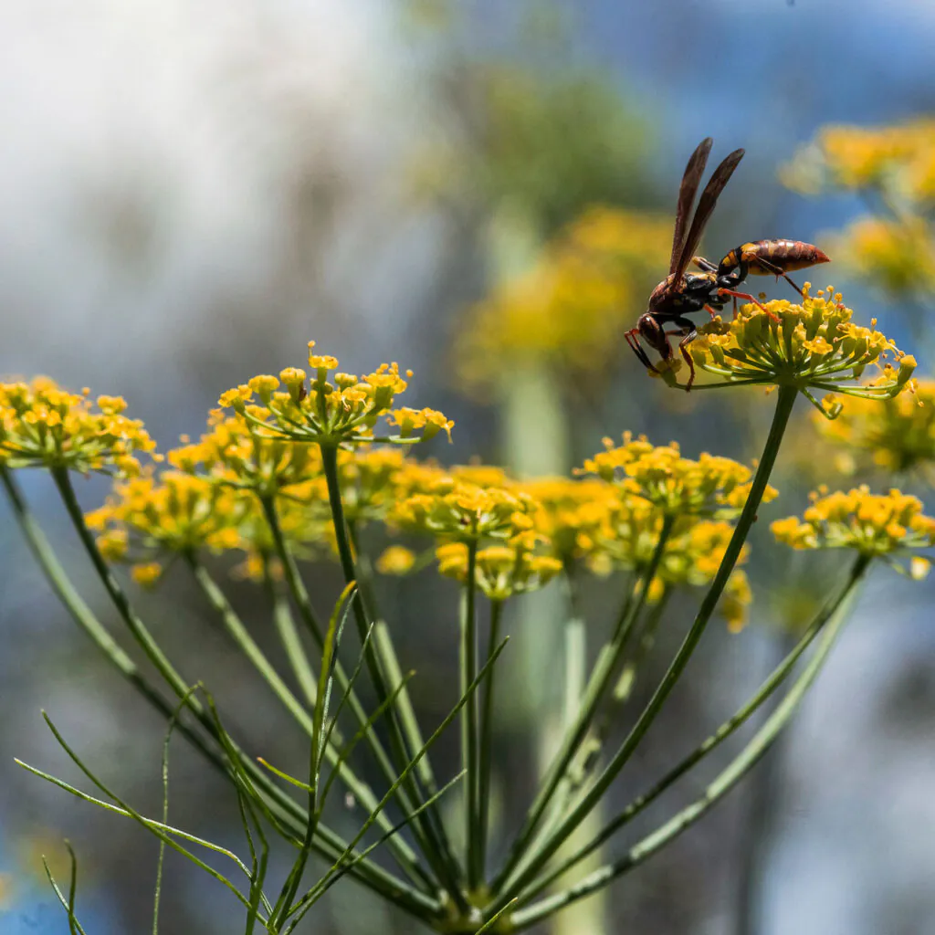 Os insetos são importantes polinizadores, levando os grãos de pólen de uma flor para outra. Foto:João Marcos Rosa/Nitro