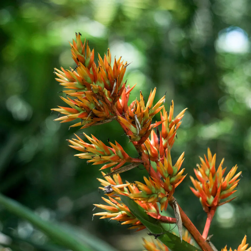 Brumadinho_MG, 19 de fevereiro de 2021Jardim Botanico INHOTIMFOTO: JOAO MARCOS ROSA/NITRO