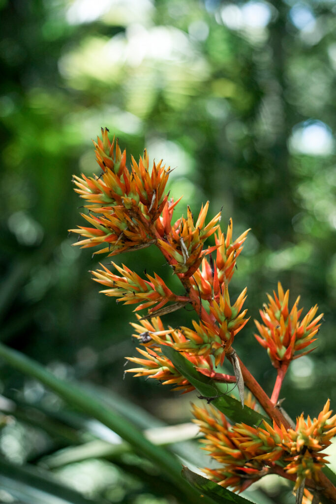Jardim de Transição Inhotim